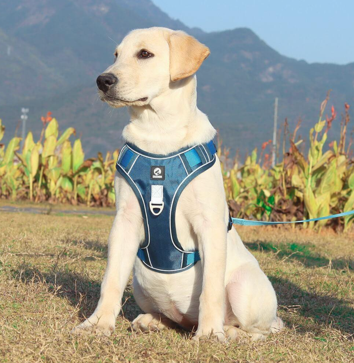 Anti-pull harness | Puppyness