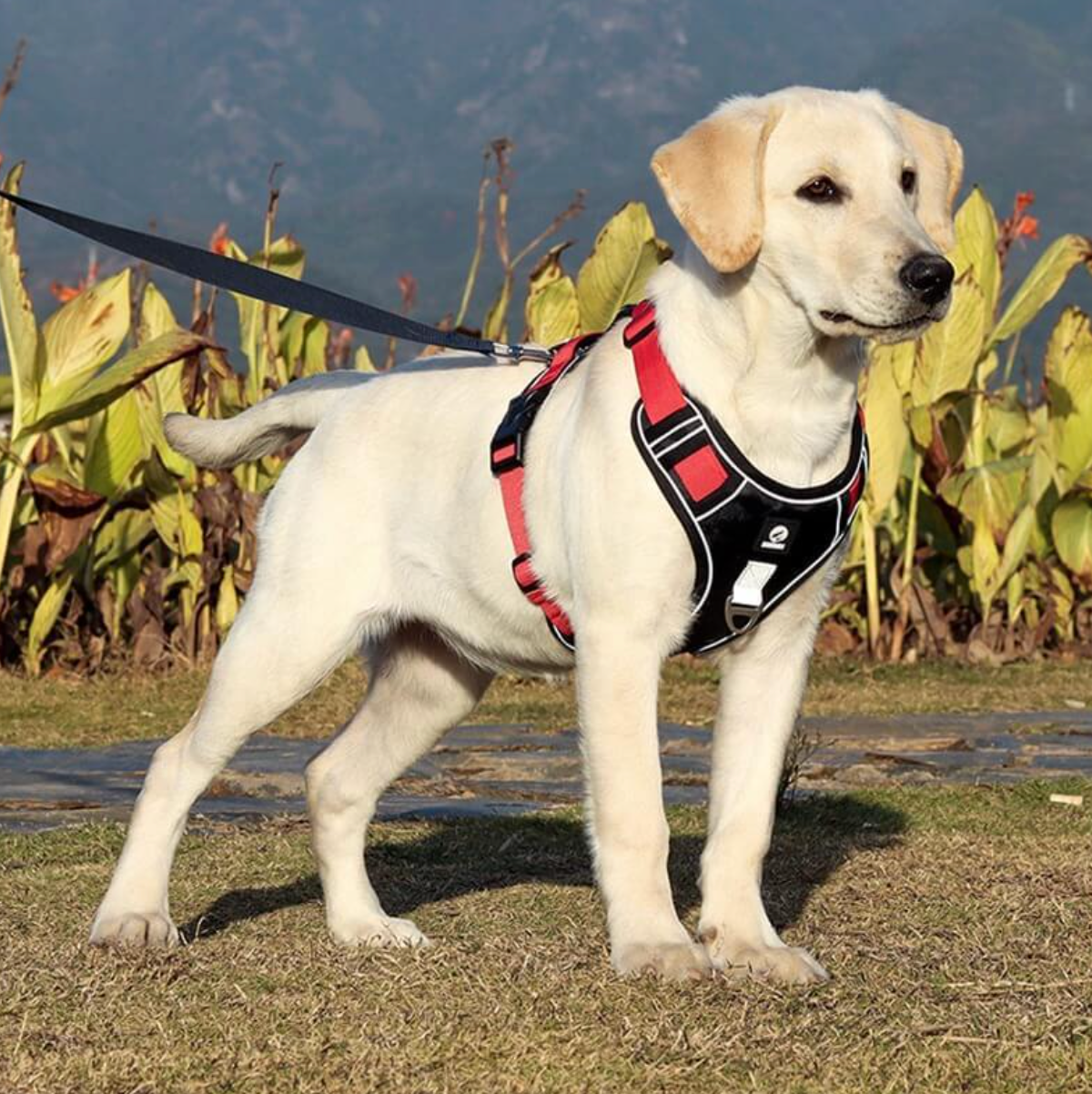 Anti-pull harness | Puppyness